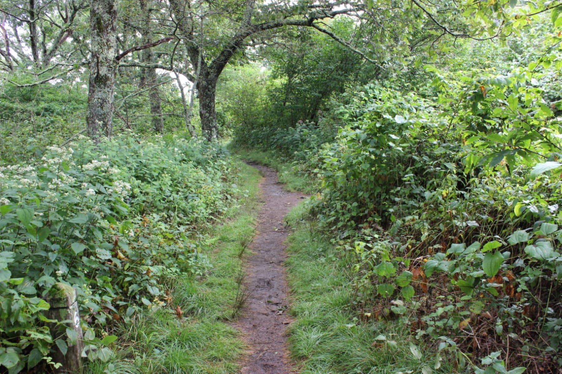 Buck Spring Trailhead