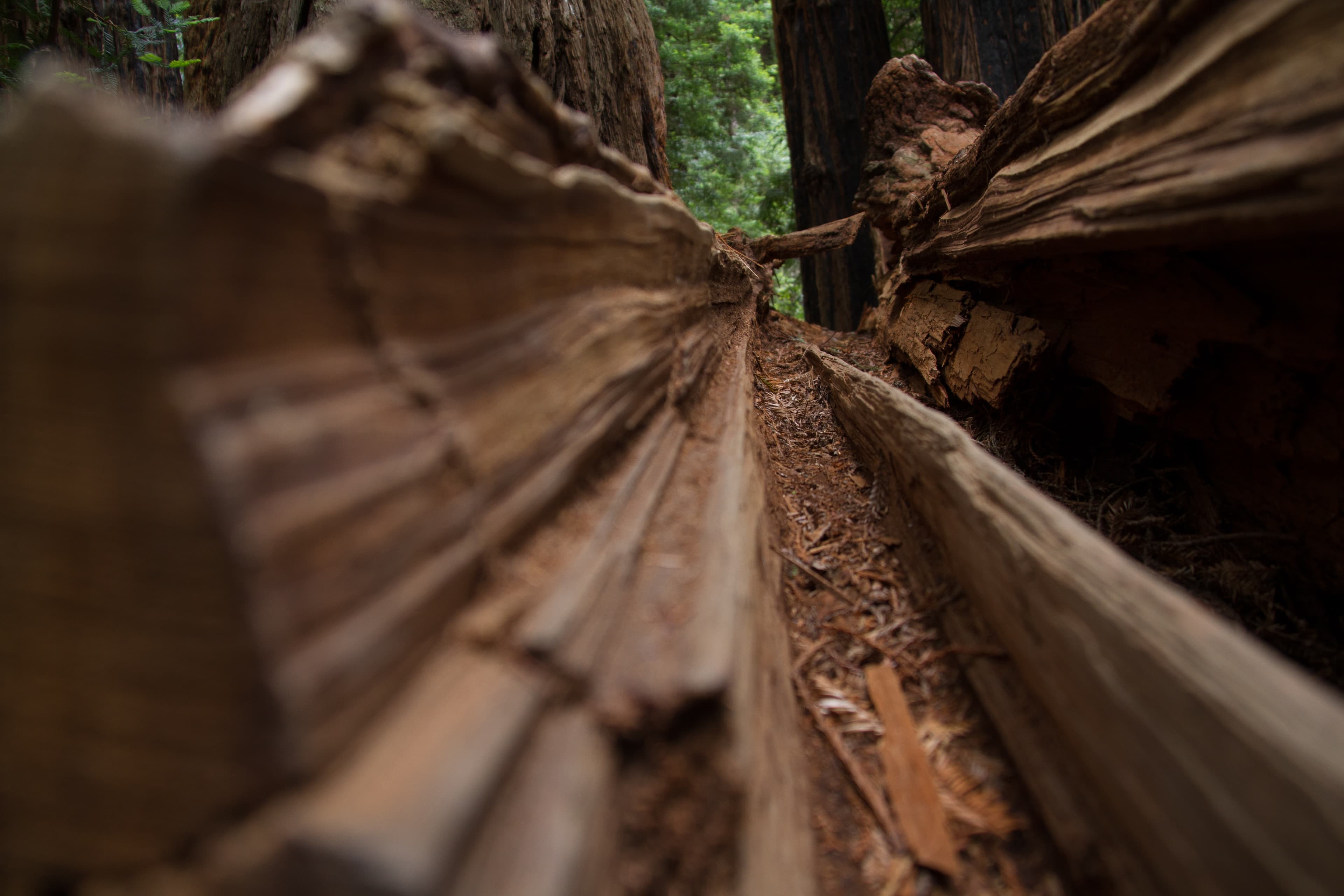 Fallen Log