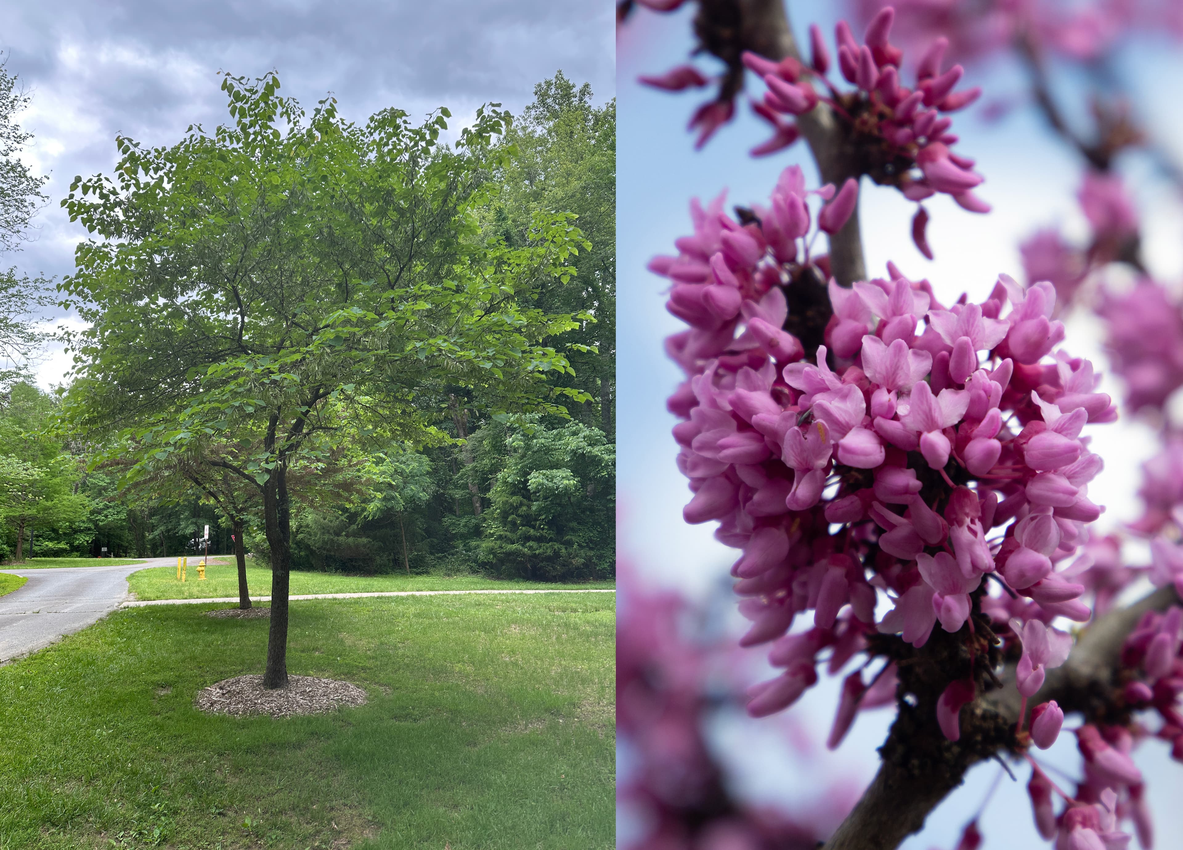 Eastern Redbud (Cercis canadensis)