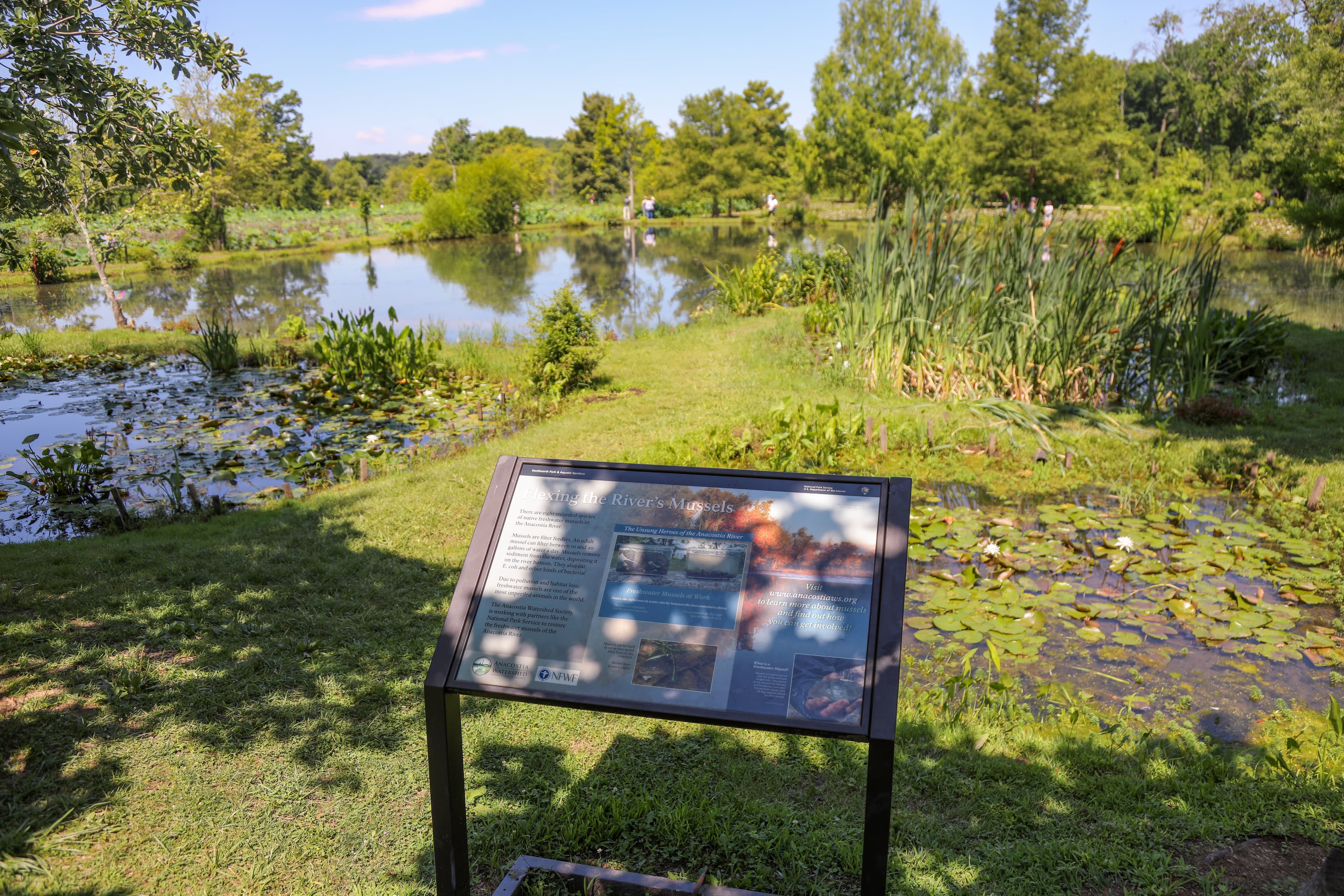 Information Panel: Flexing the River’s Mussels