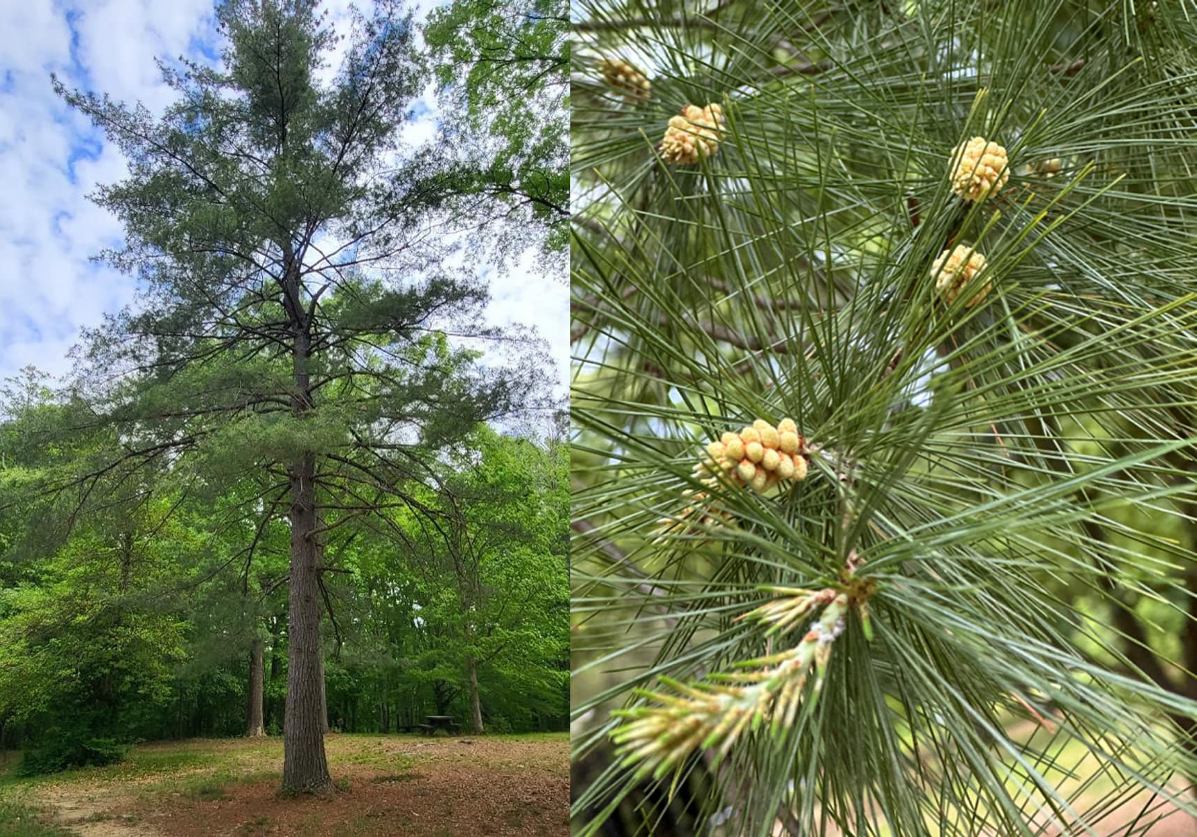 Eastern White Pine (Pinus strobus)
