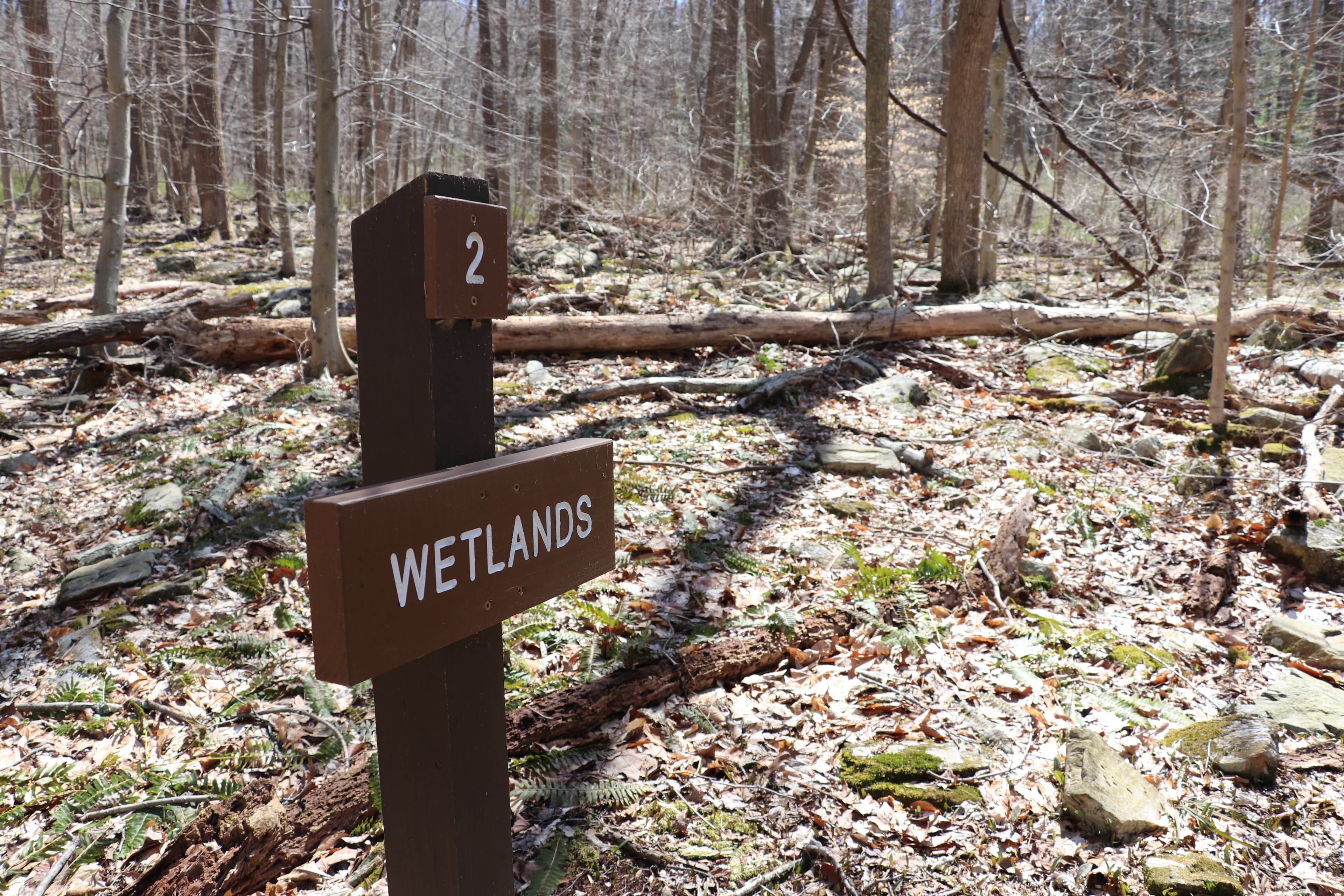 Brown's Farm Trail Stop 2: Wetlands