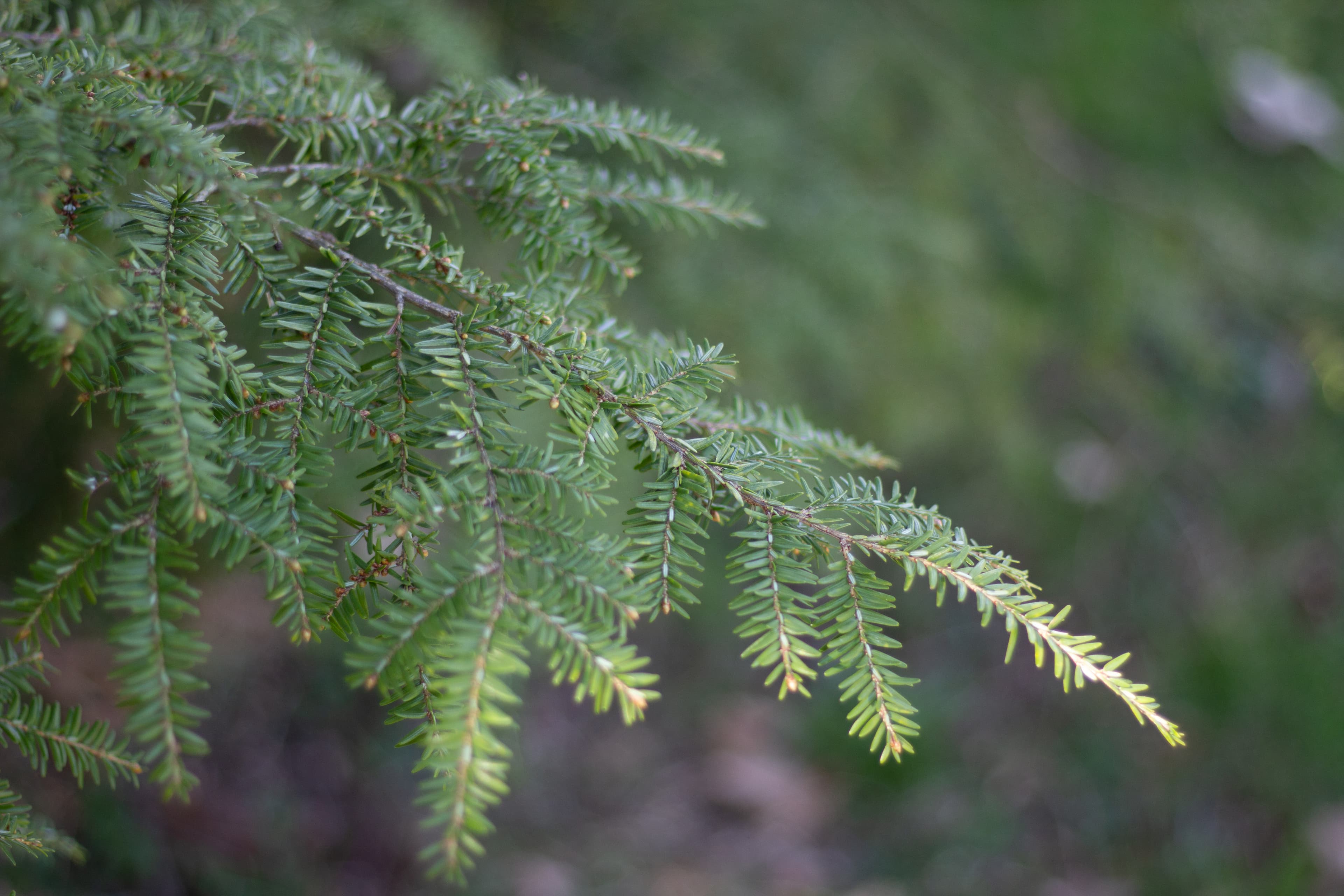 Eastern Hemlock
