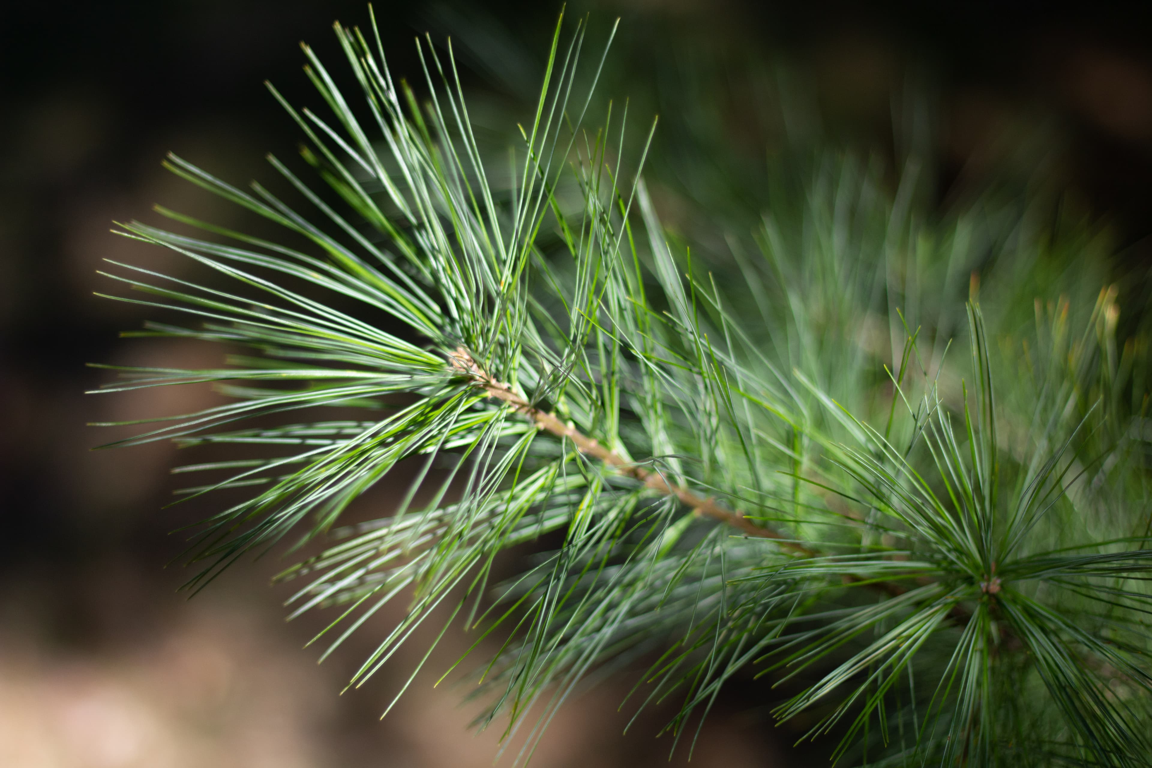 Eastern White Pine