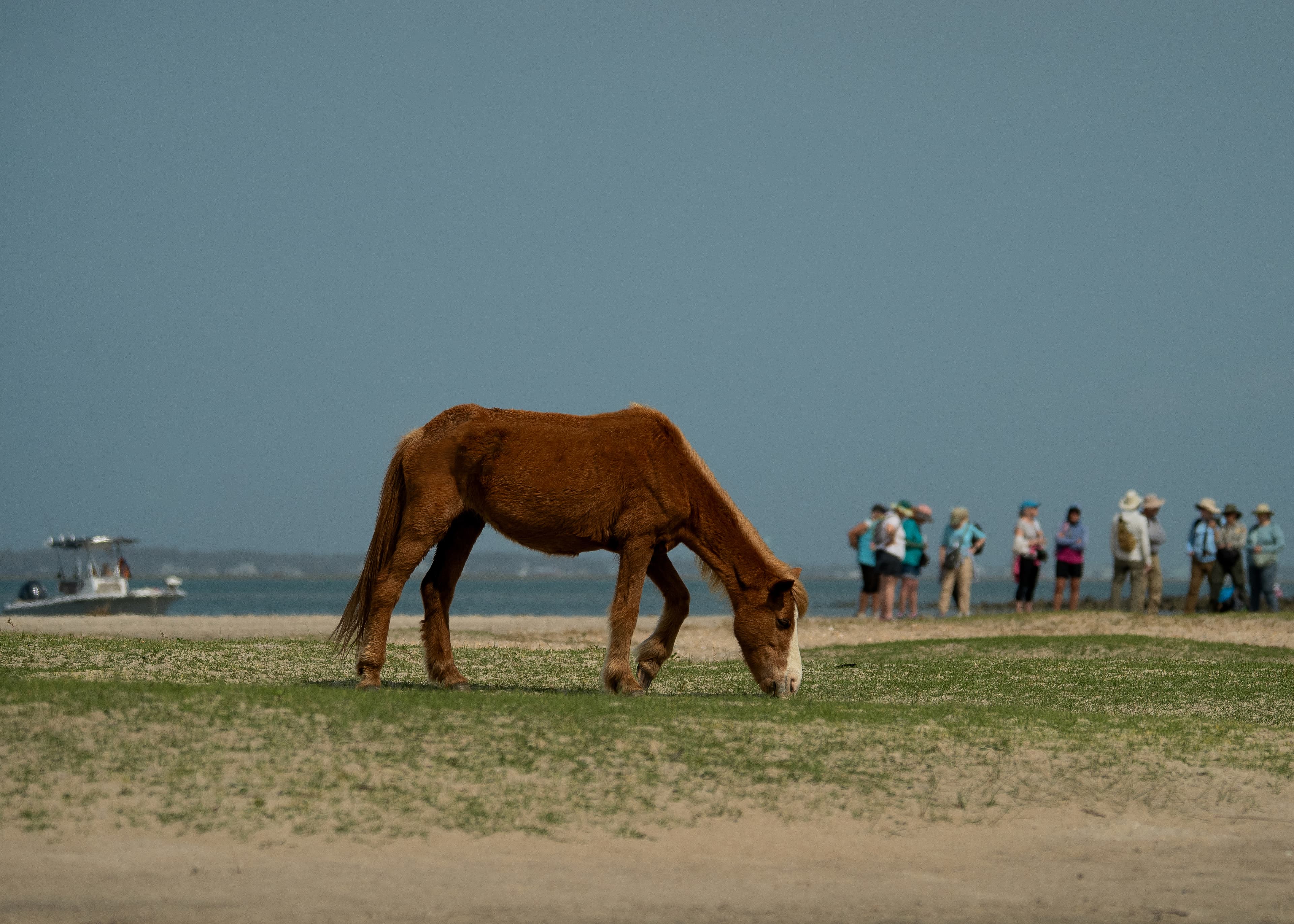 Shackleford Banks