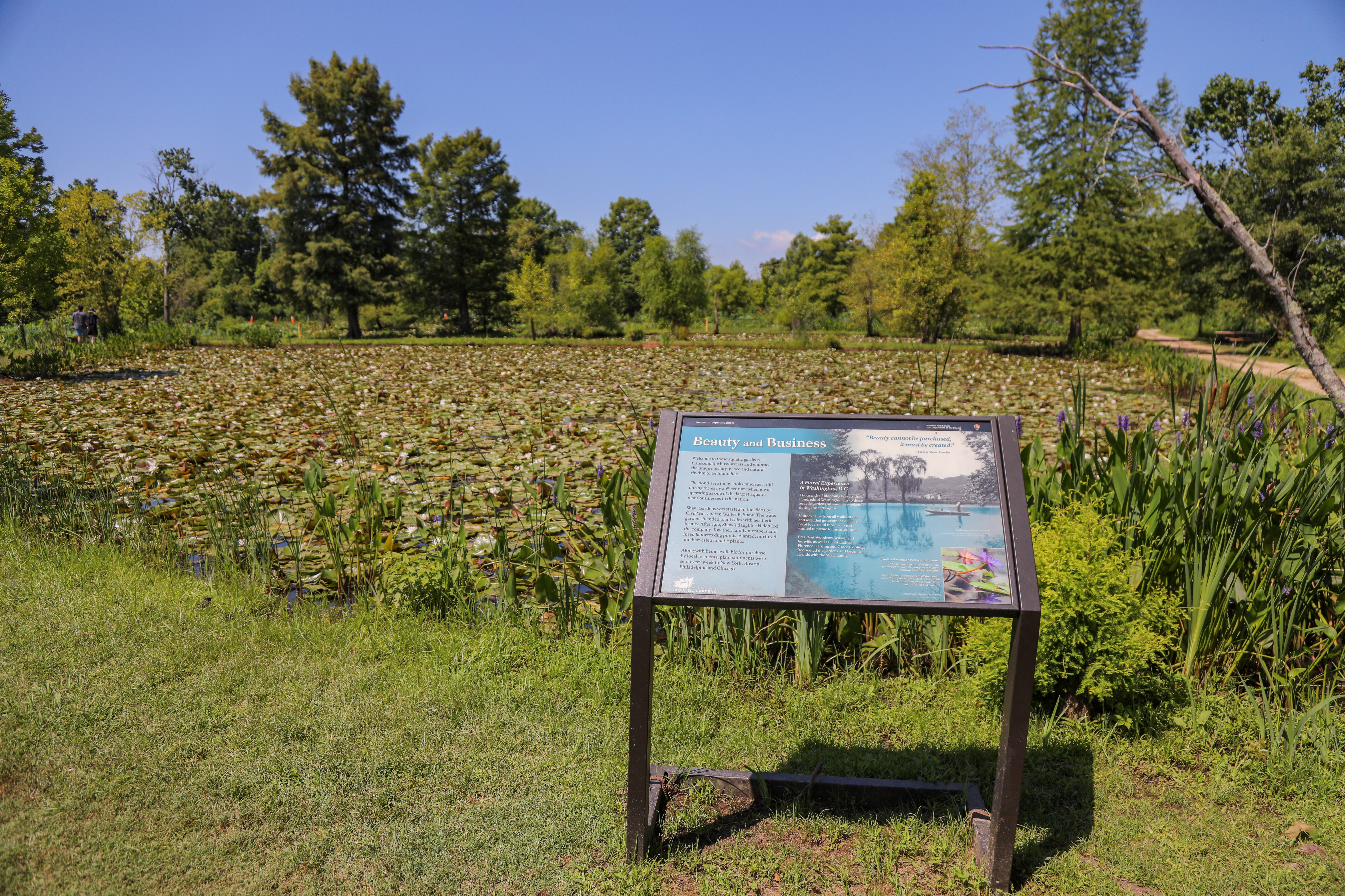 Information Panel: Beauty and Business
