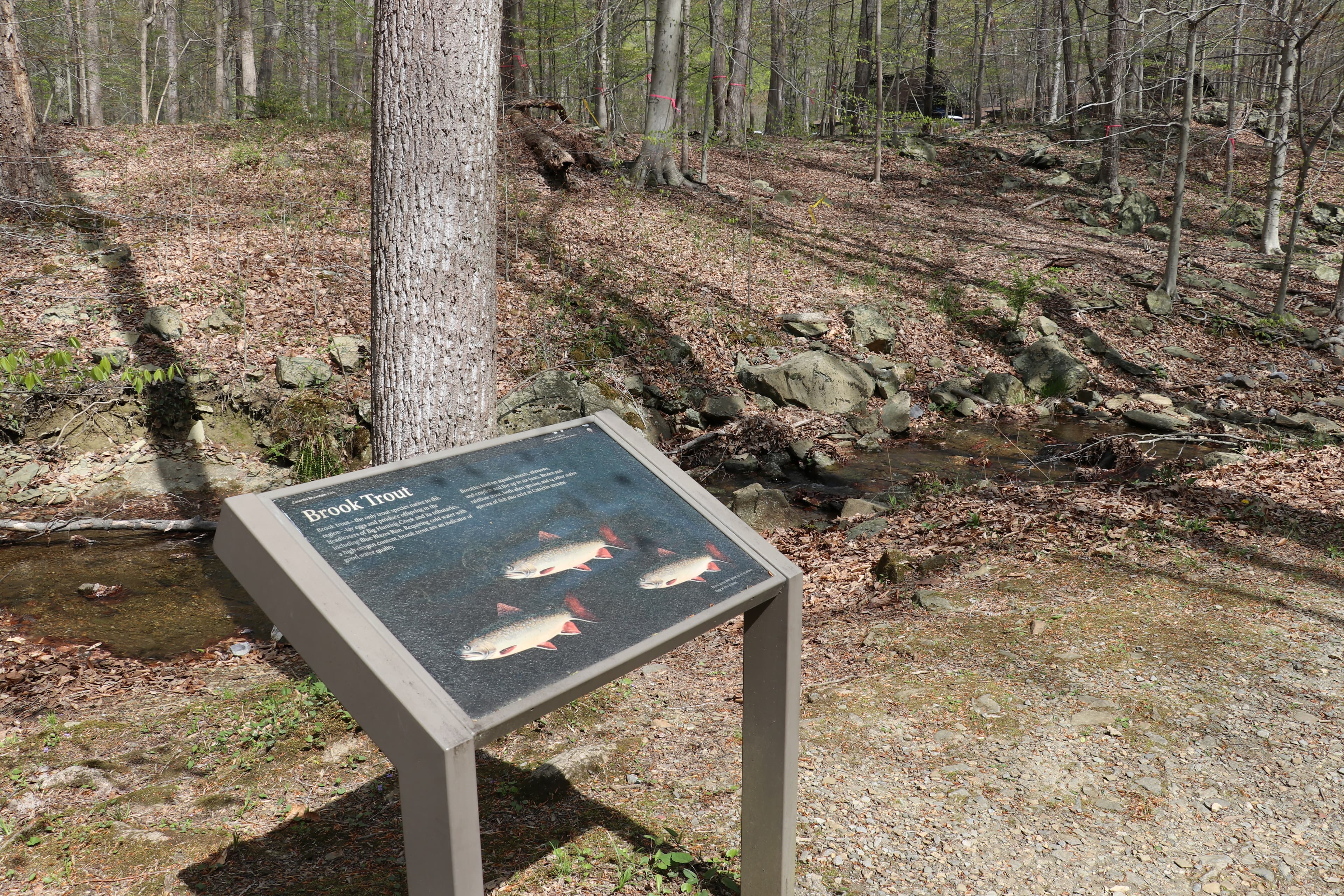 Blue Blazes: Brook Trout
