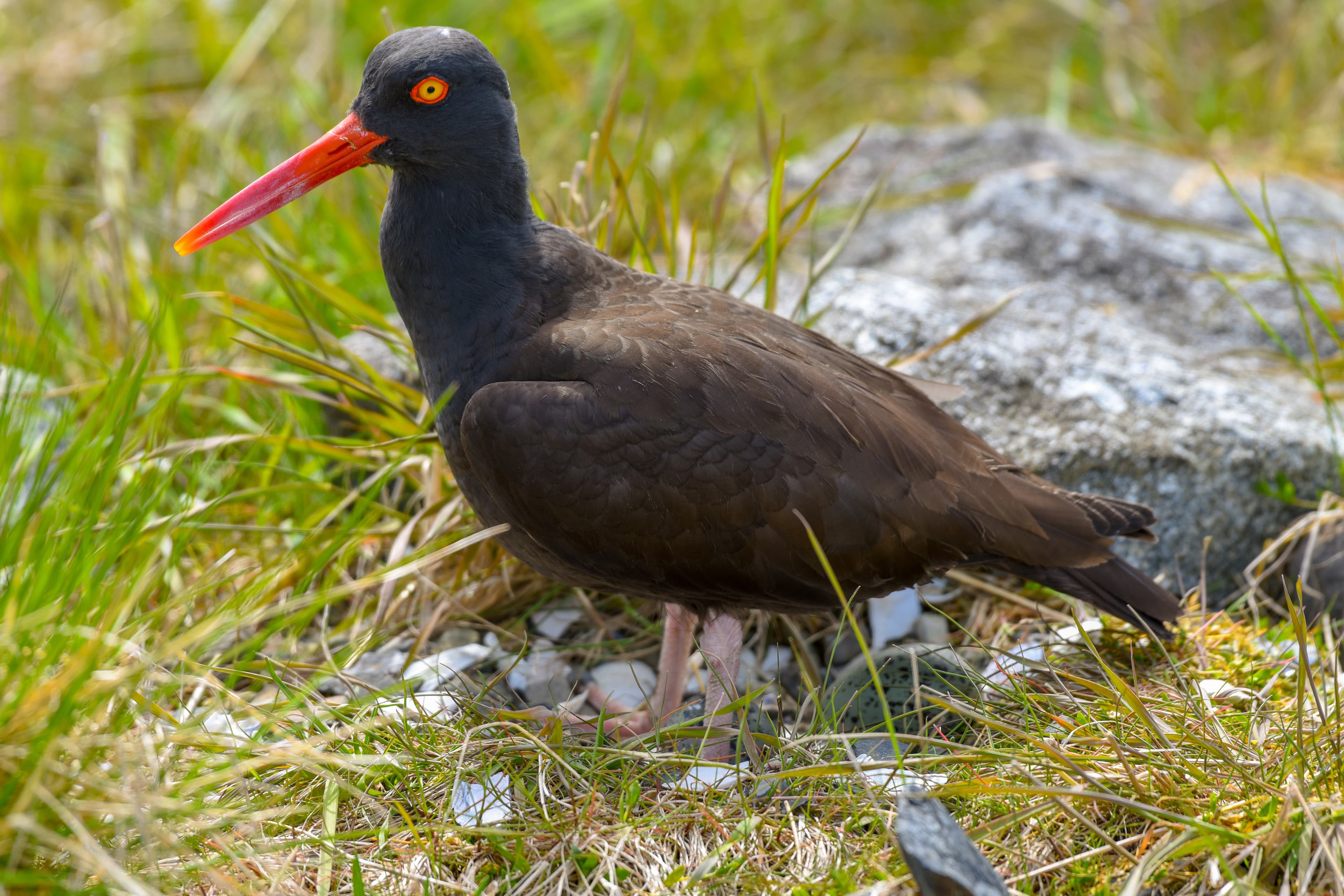 Birds of South Marble: Black Oystercatcher