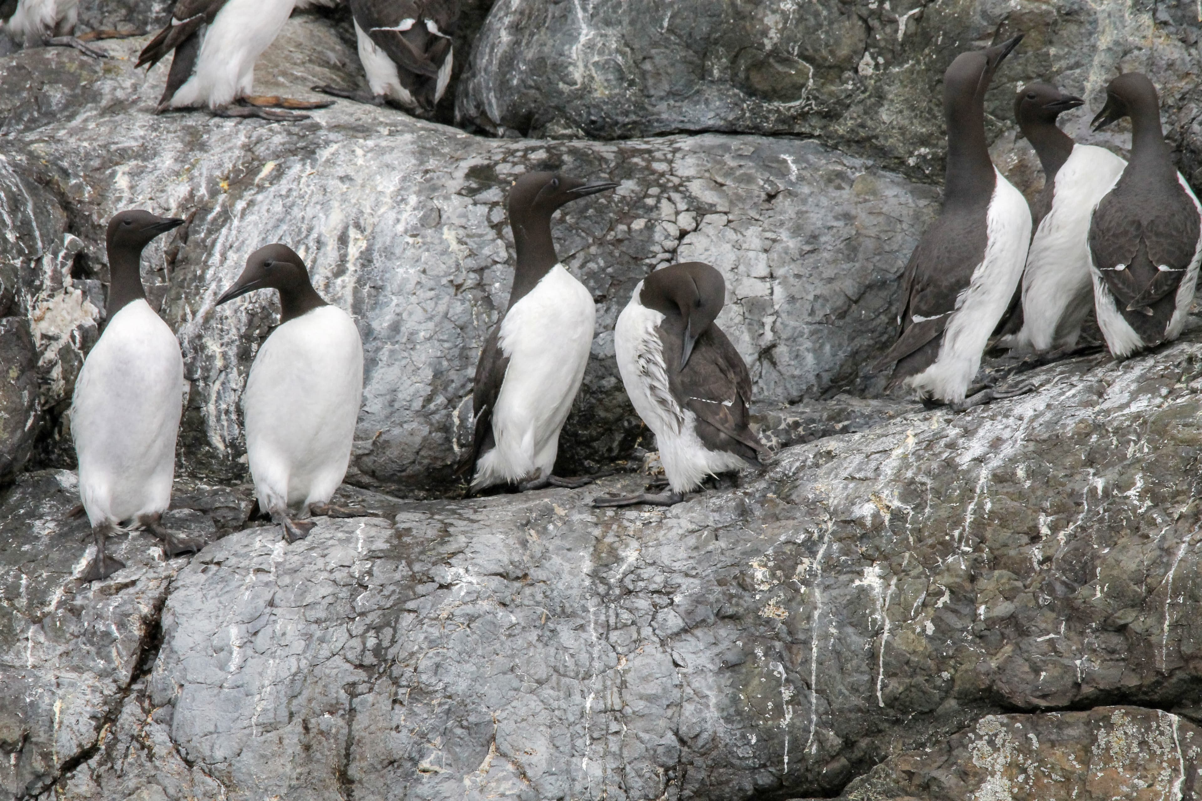 Birds of South Marble: Common Murre