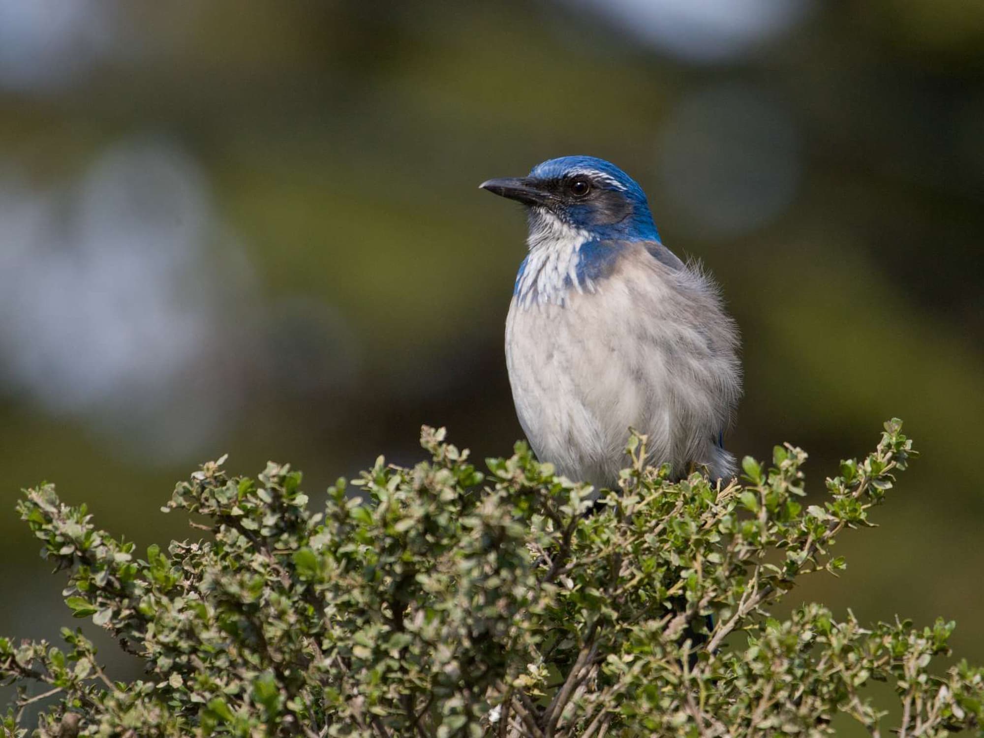 Birds in the Scrubland