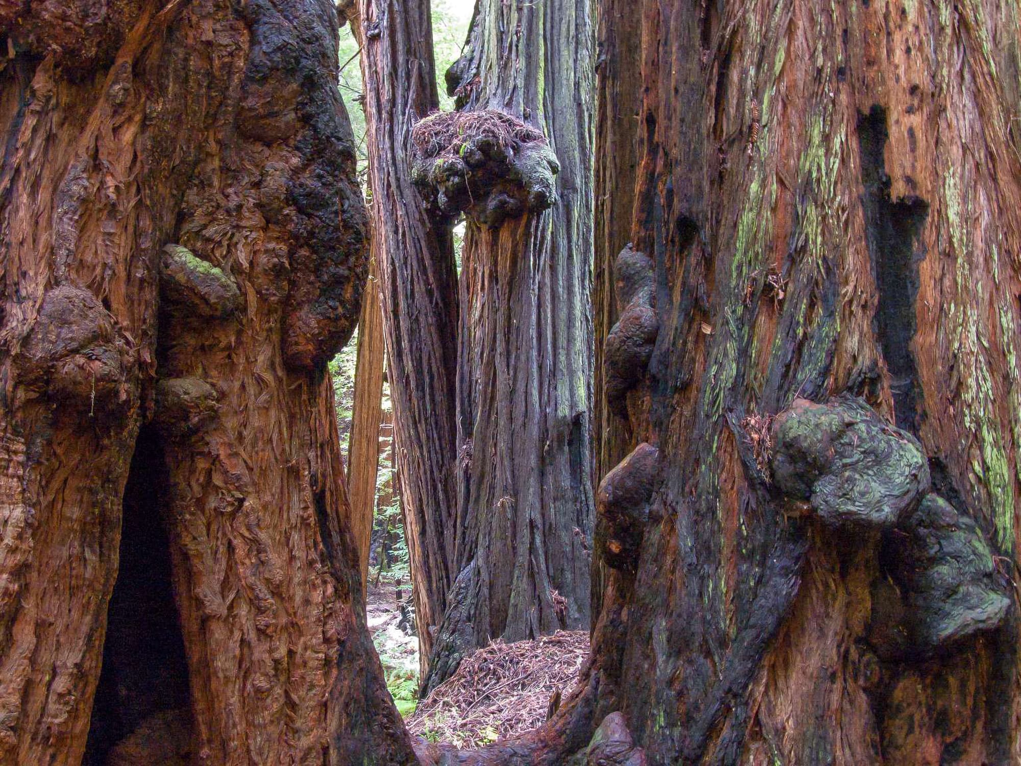 Bohemian Grove