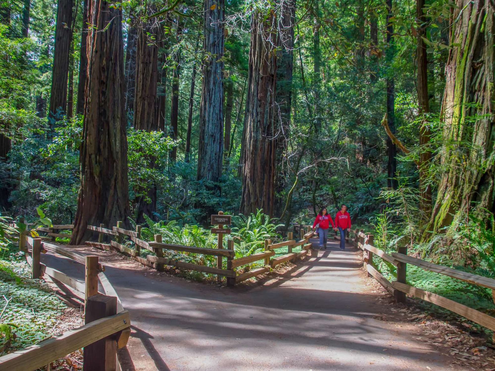 Cathedral Grove