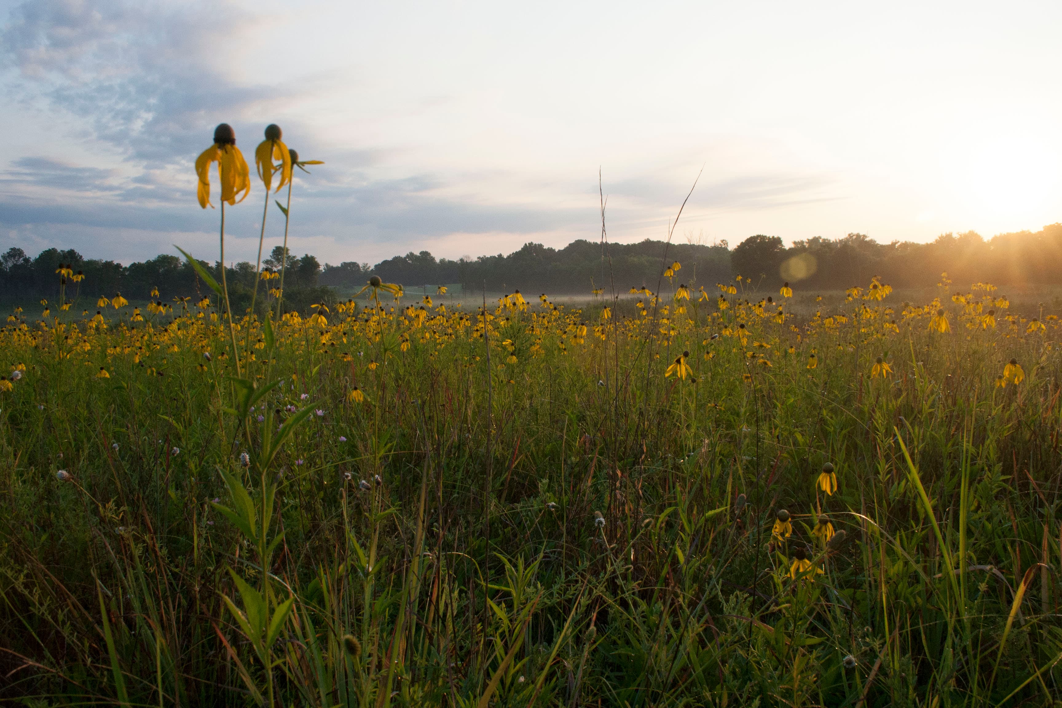 Chickasaw Village Site, Milepost 261.8
