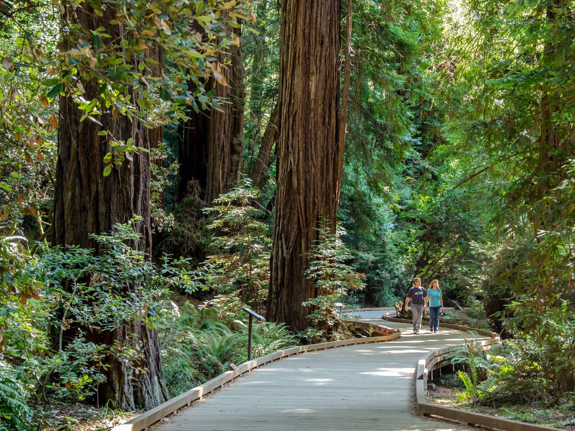 Redwood Creek Trail