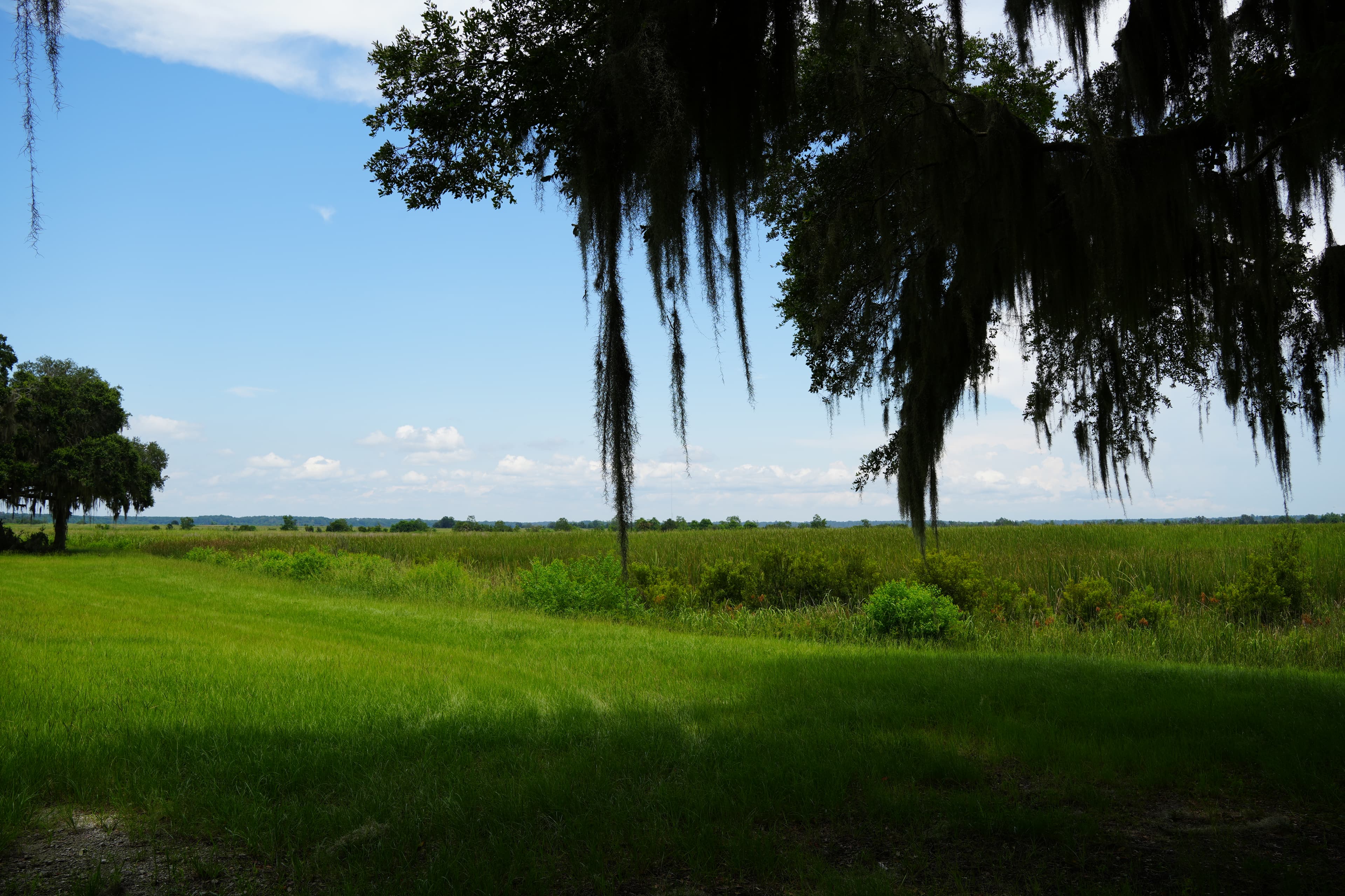 Bonny Hall Trail #5 at Earnest F. Hollings Ace Basin