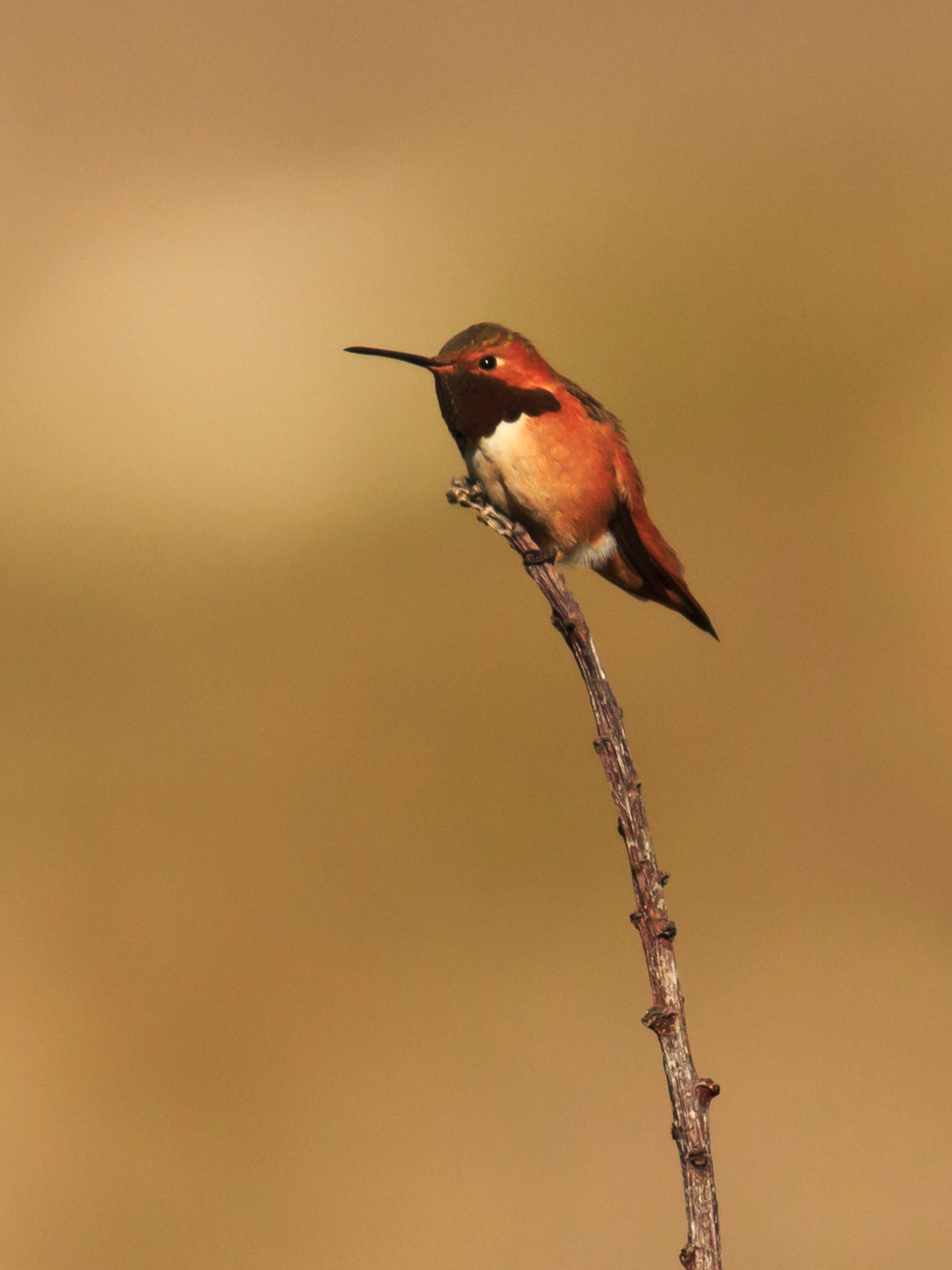 Allen's Hummingbird