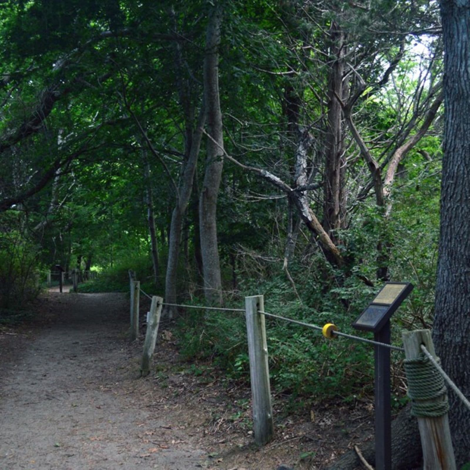 Buttonbush Trail