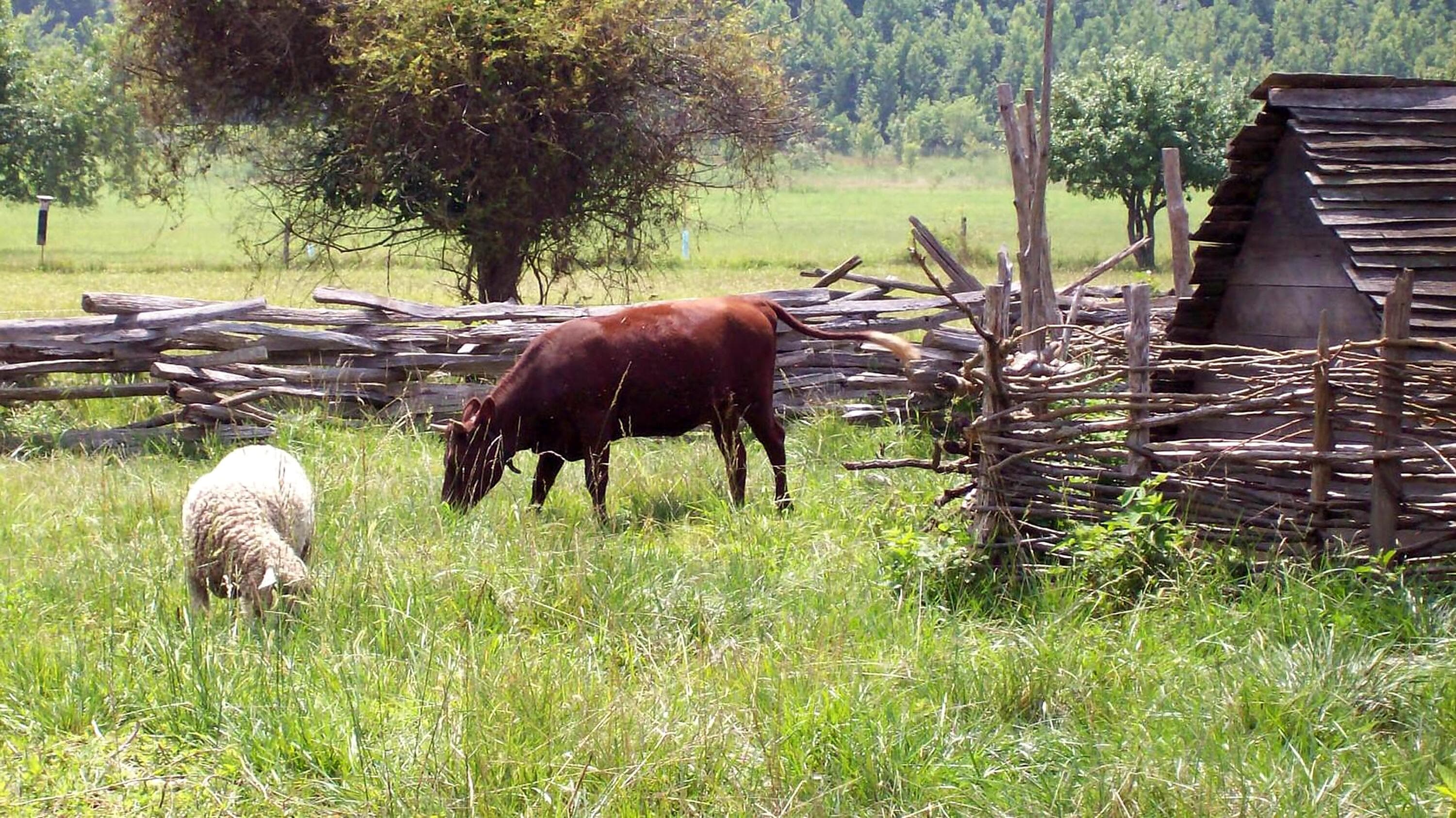 National Colonial Farm