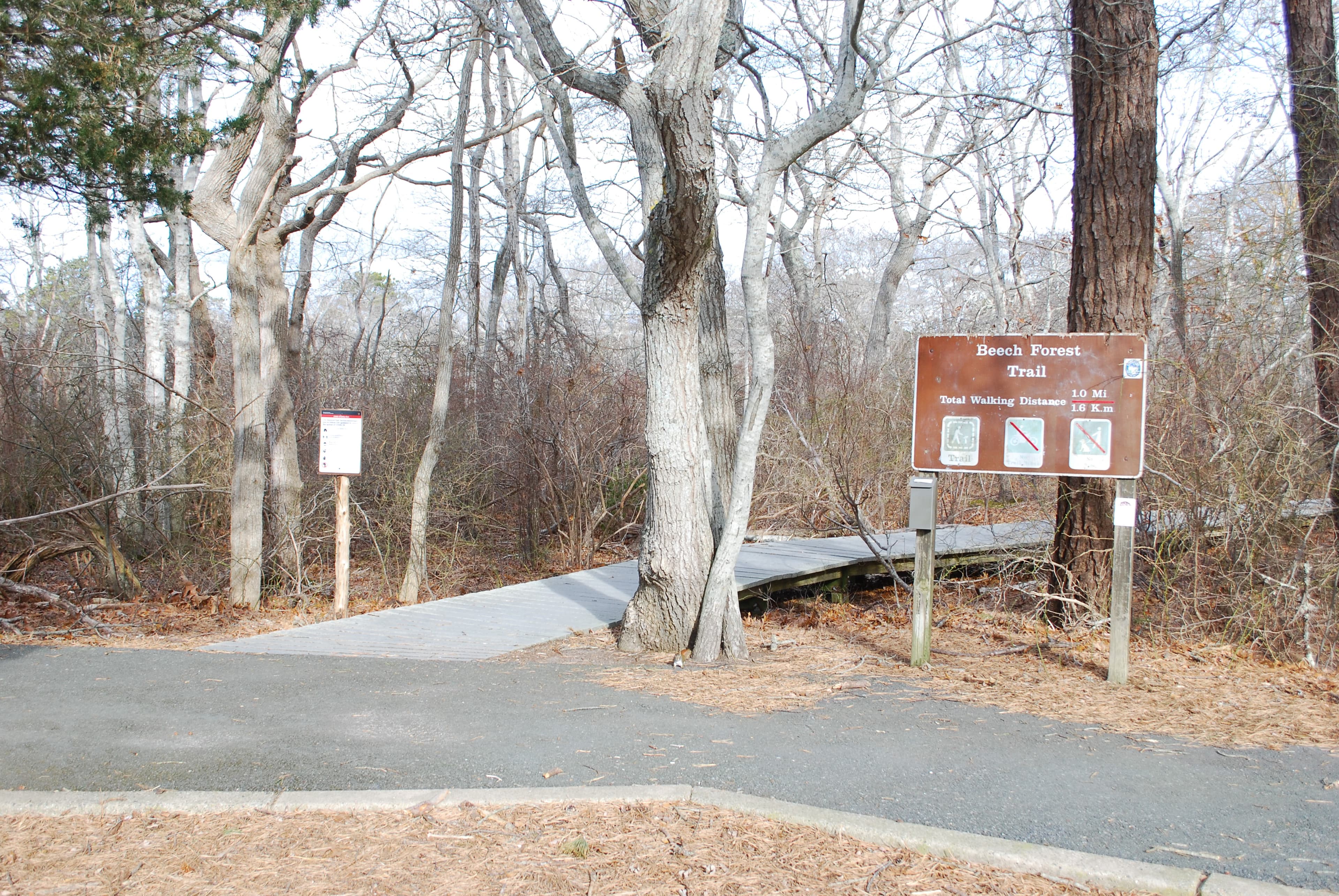 Beech Forest Trail