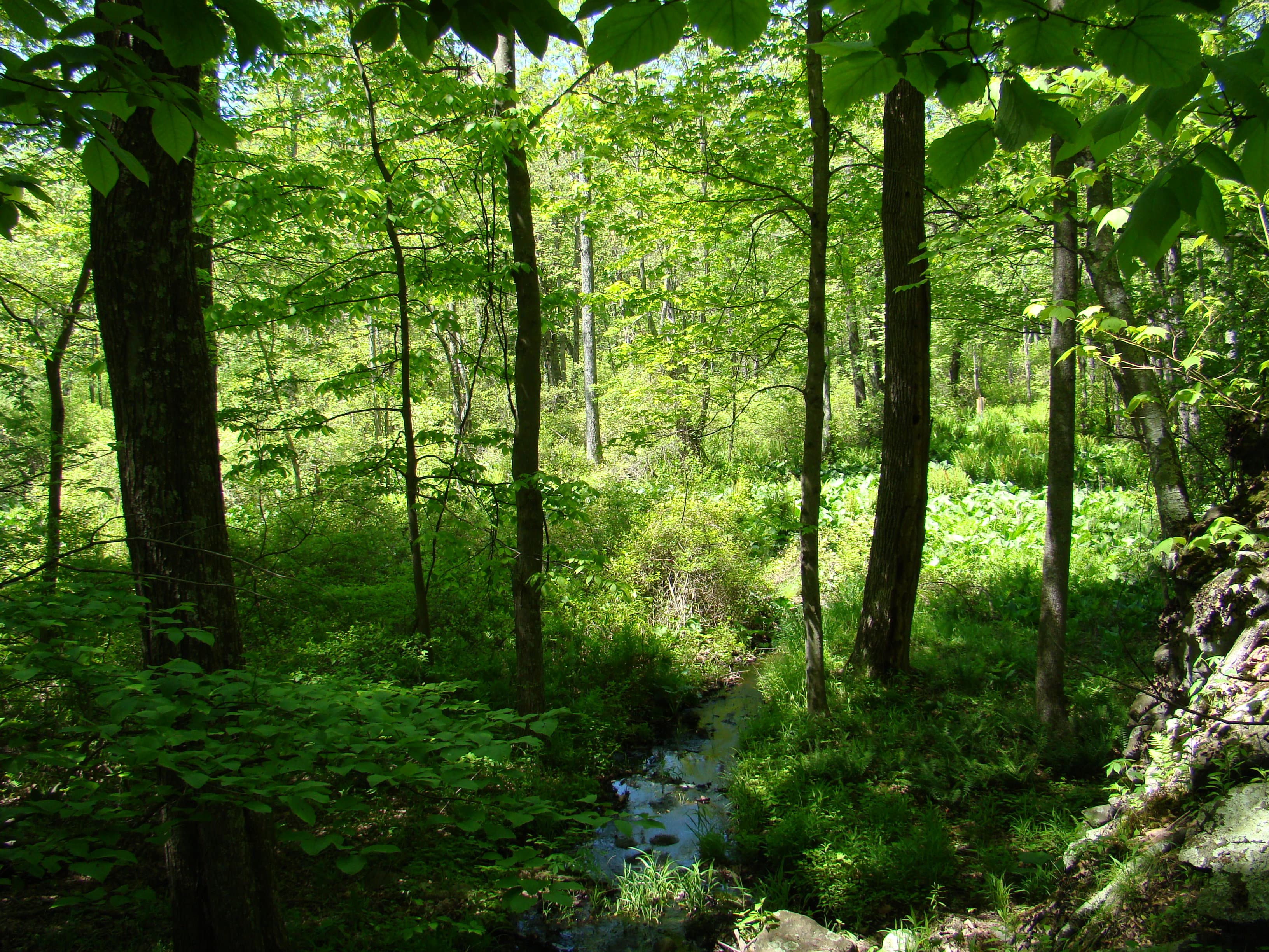 Weir Preserve