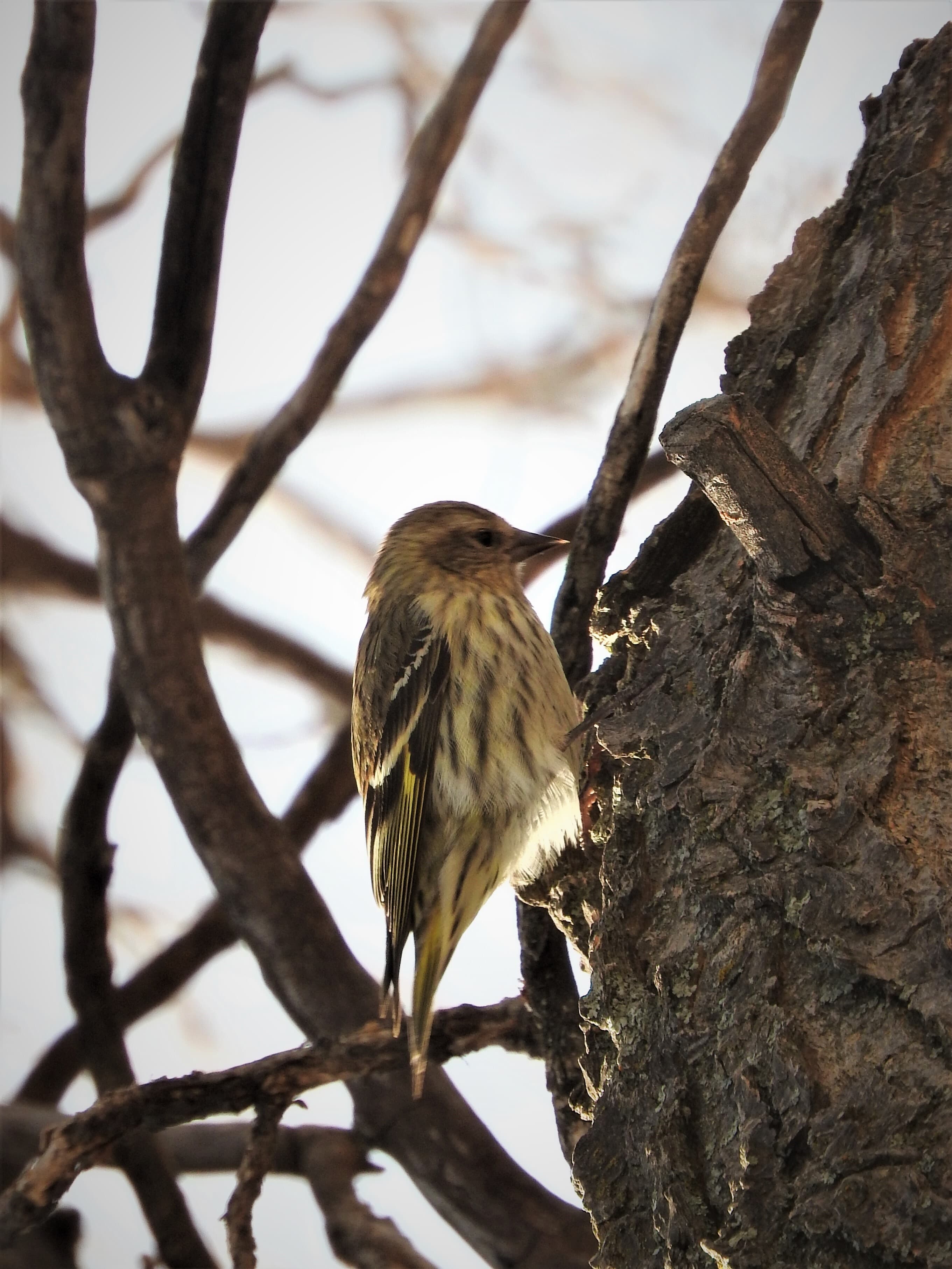 Birding By Car Stop 1