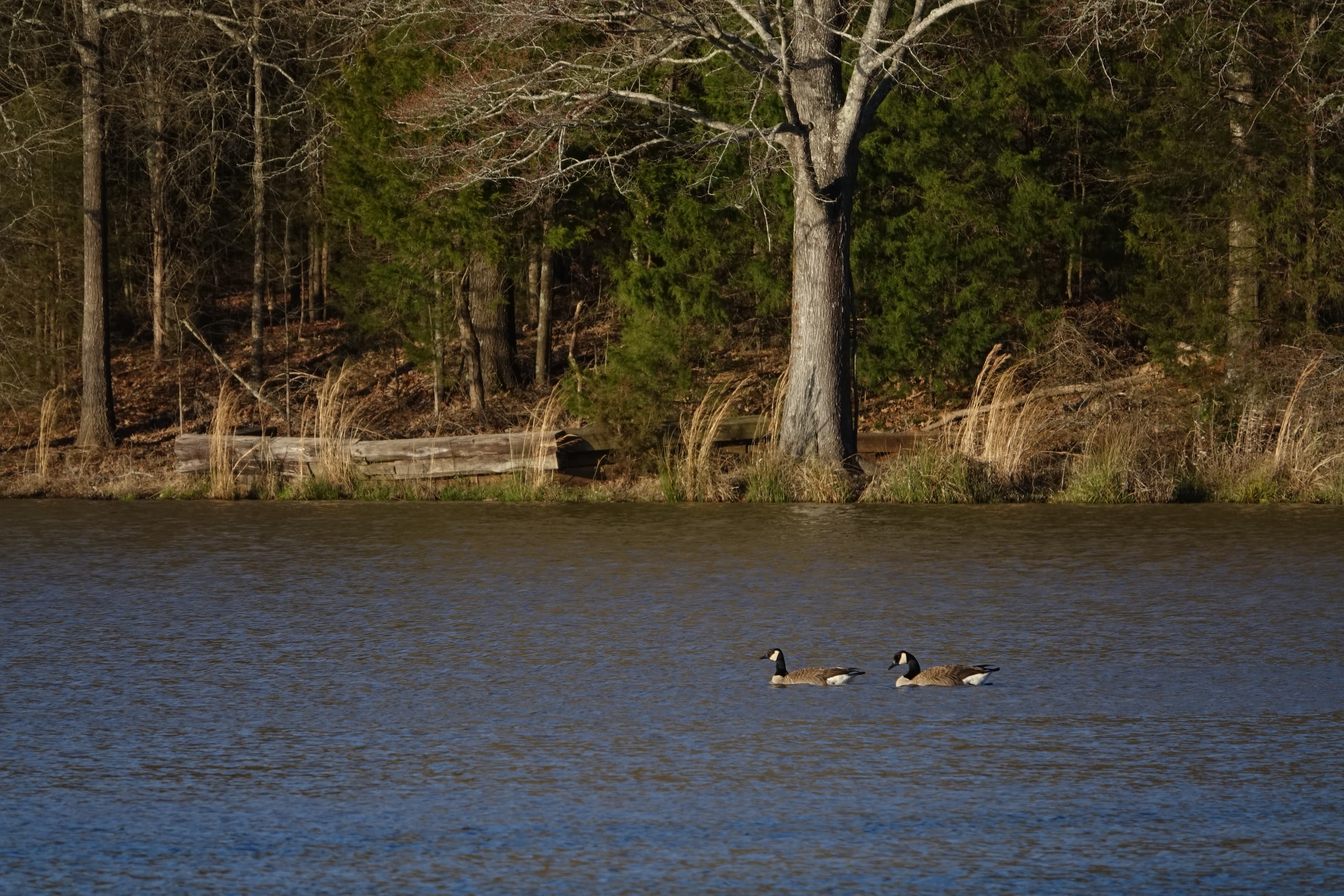 Ninety Six Star Fort Pond
