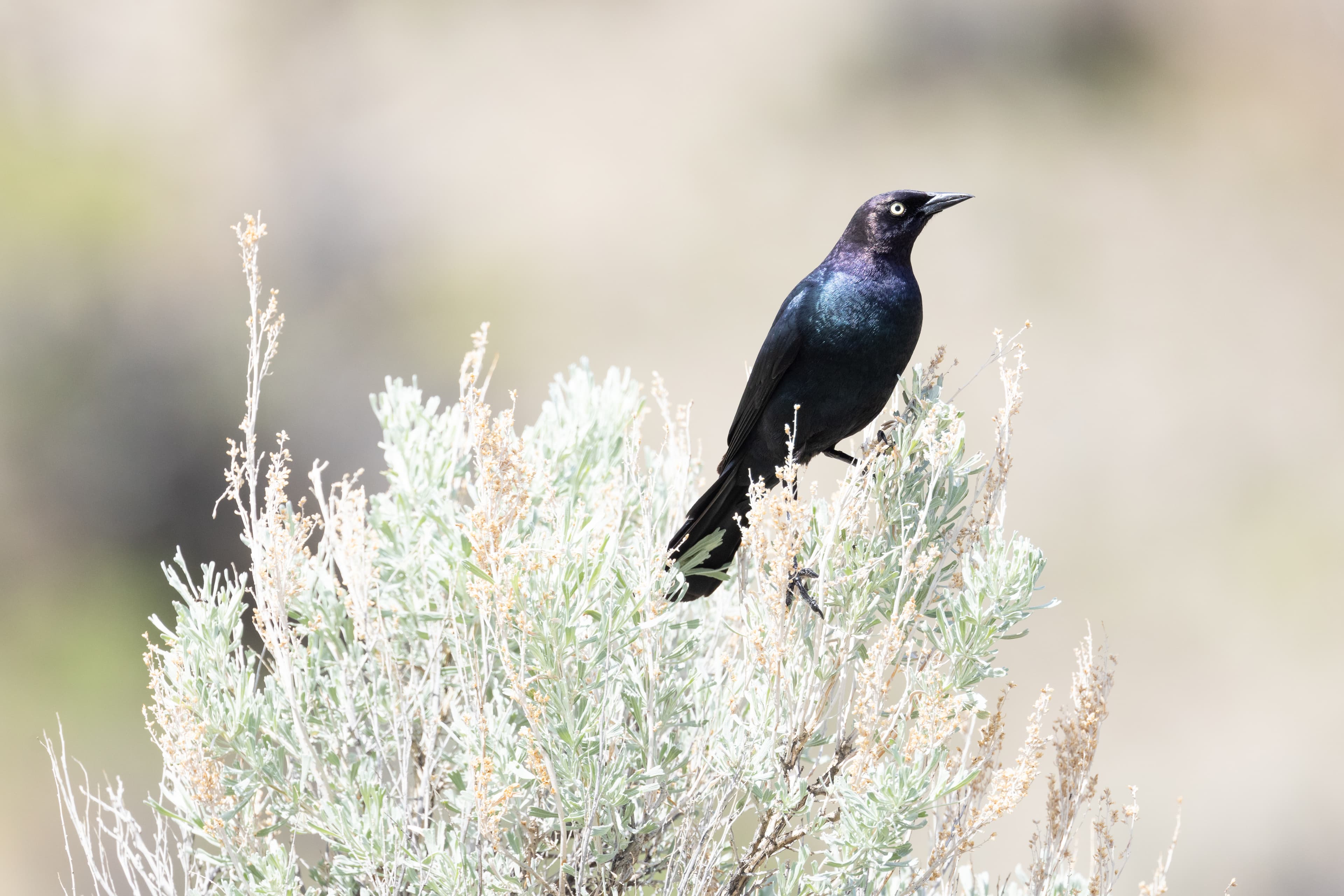 Birding By Car Stop 3