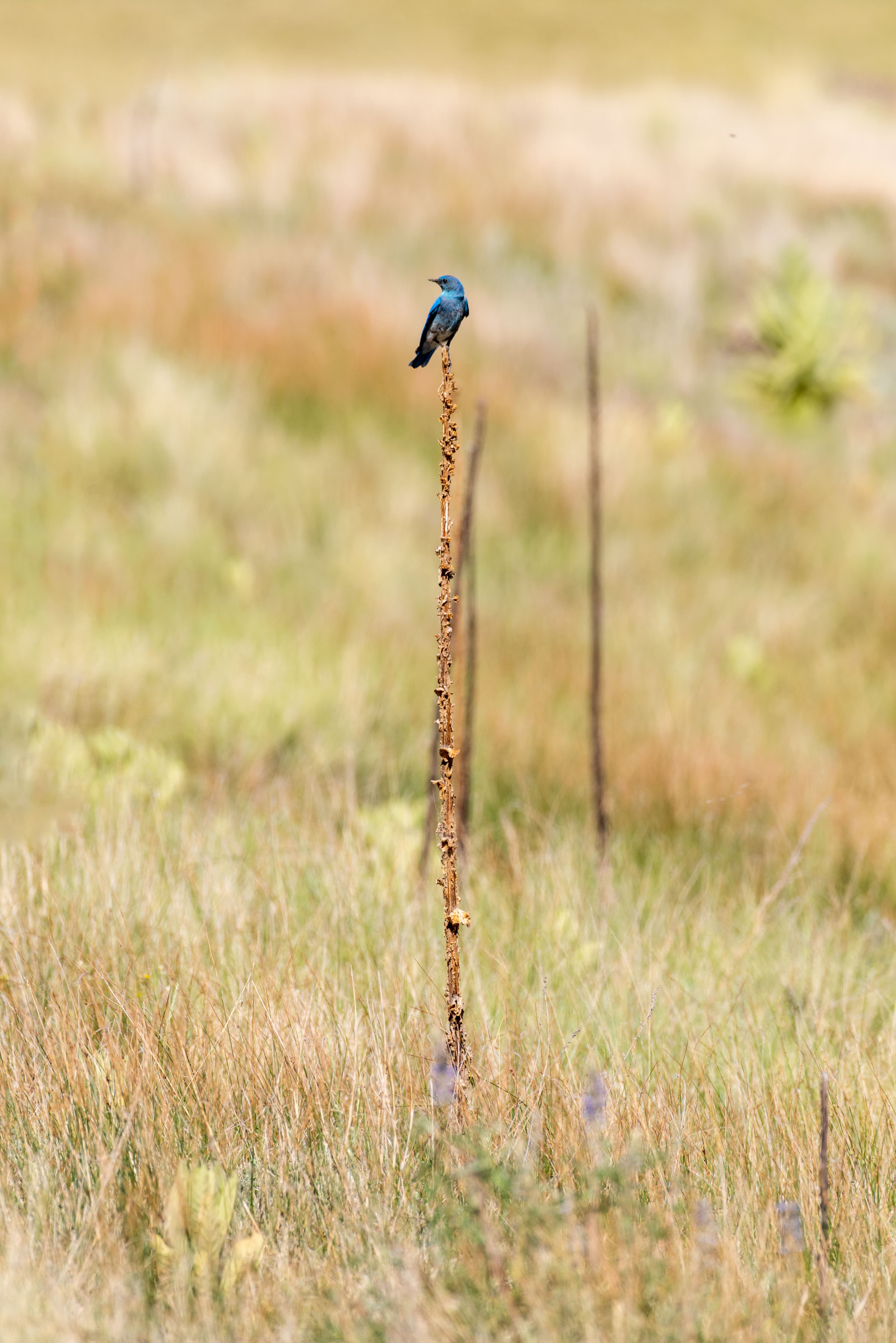 Birding By Car Stop 4