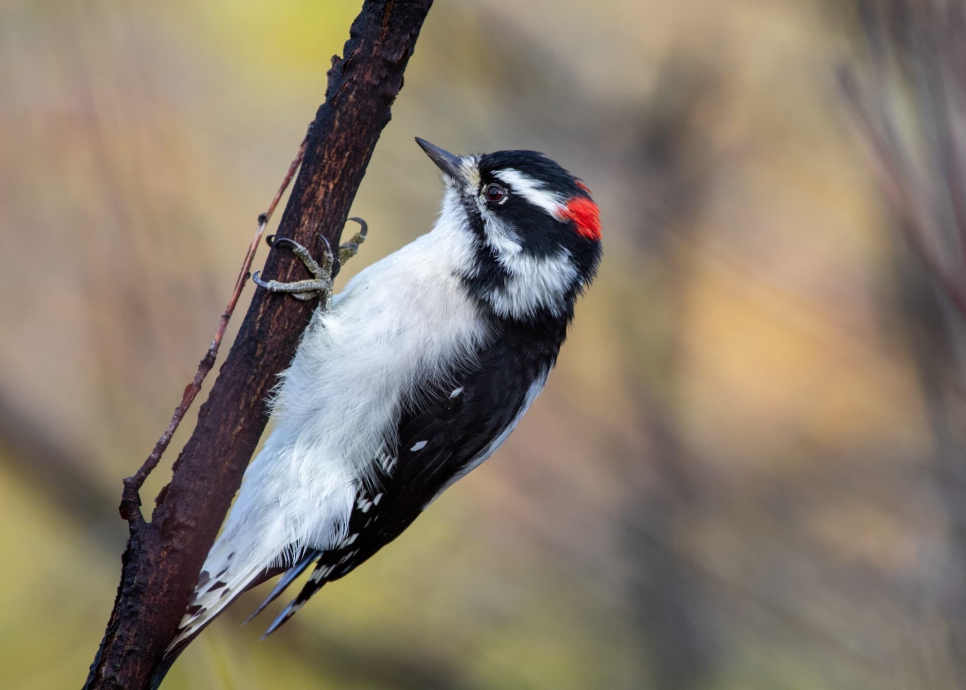 Birding By Car Stop 5