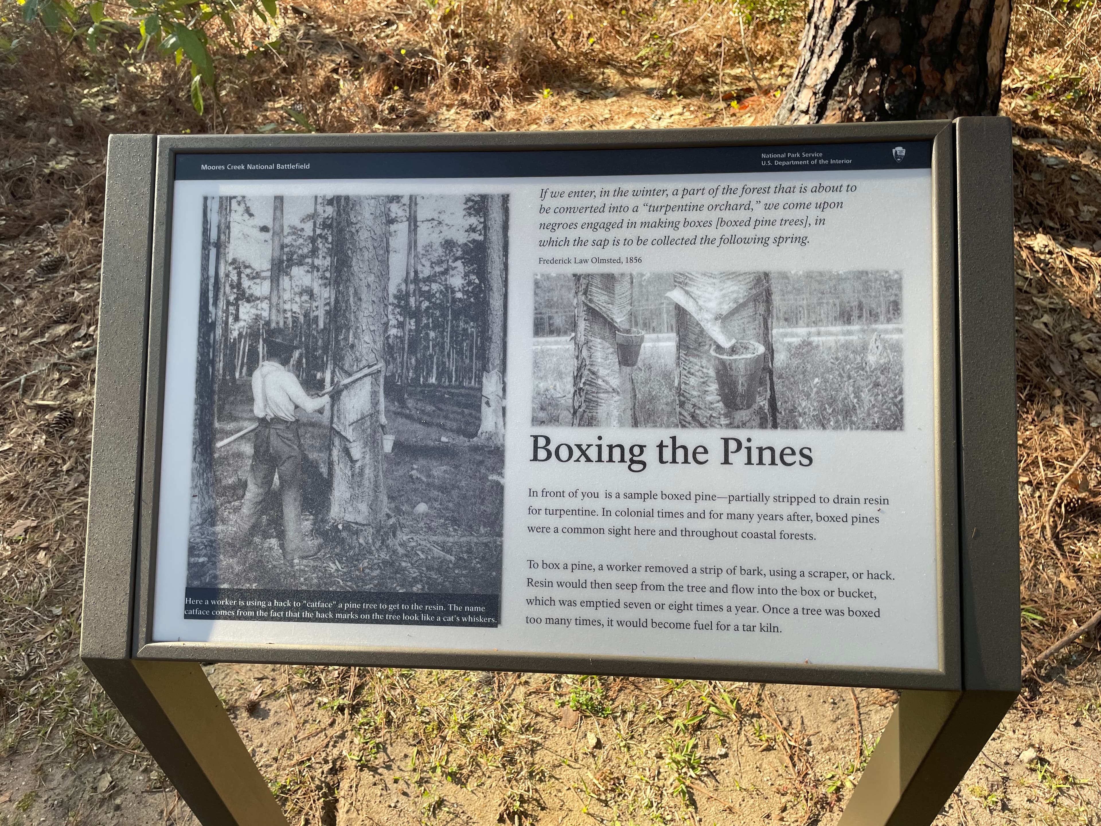 Boxing the Pines
