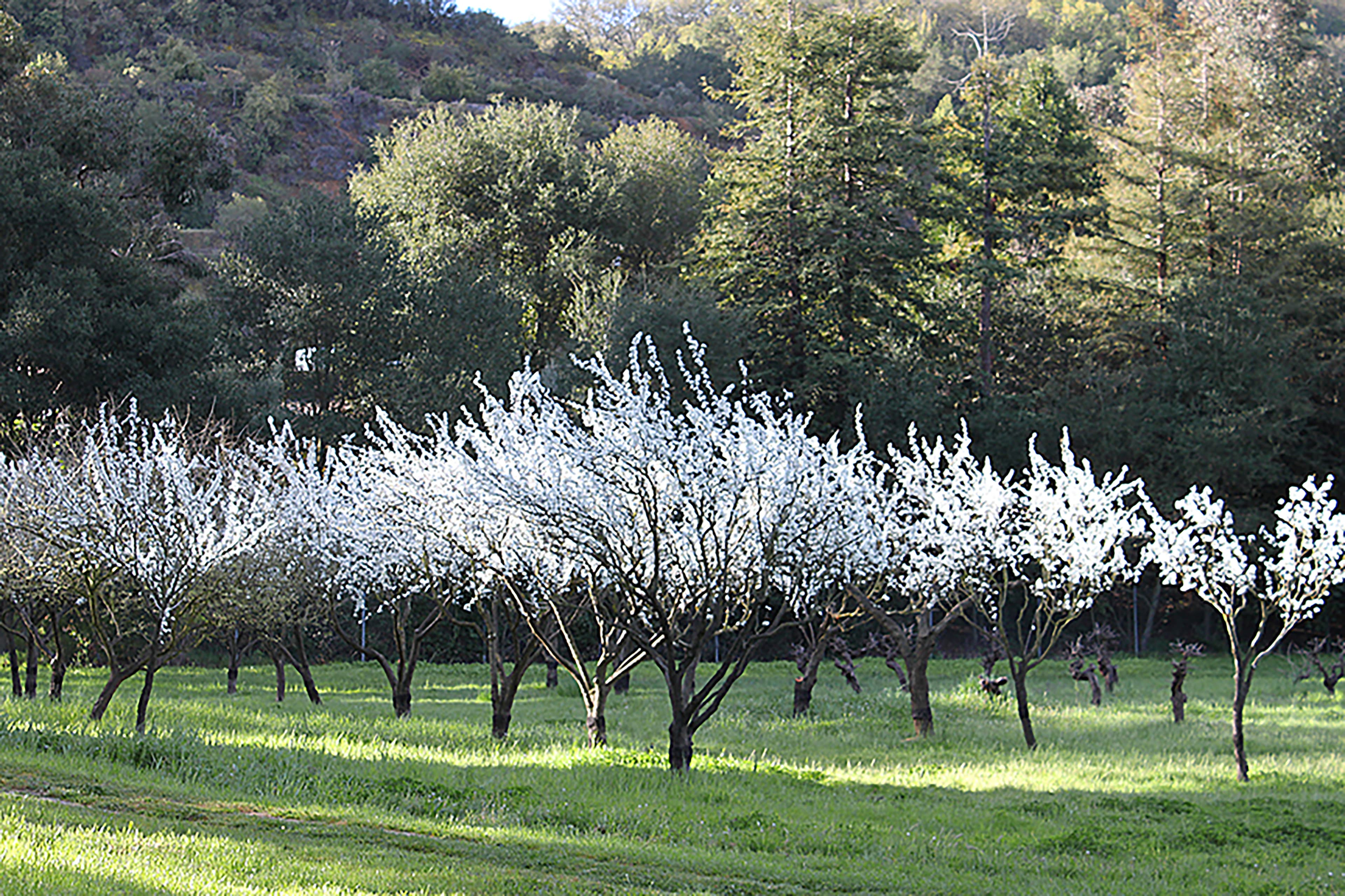 Stop 10: Plums and Grapes