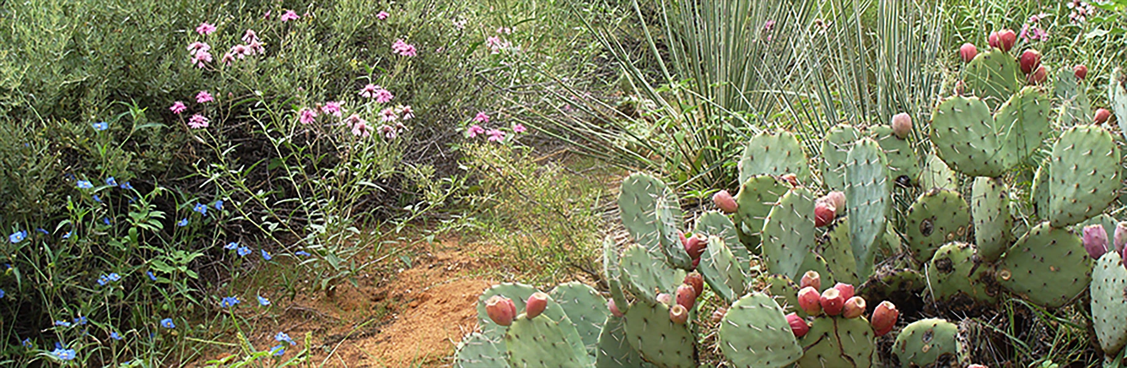 Living Desert Zoo & Gardens State Park