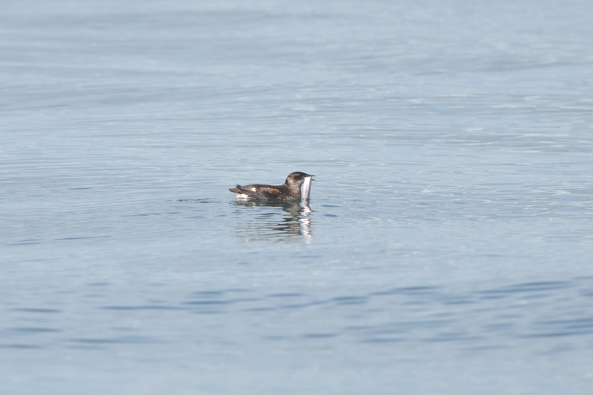 Birds of South Marble: Marbled Murrelet
