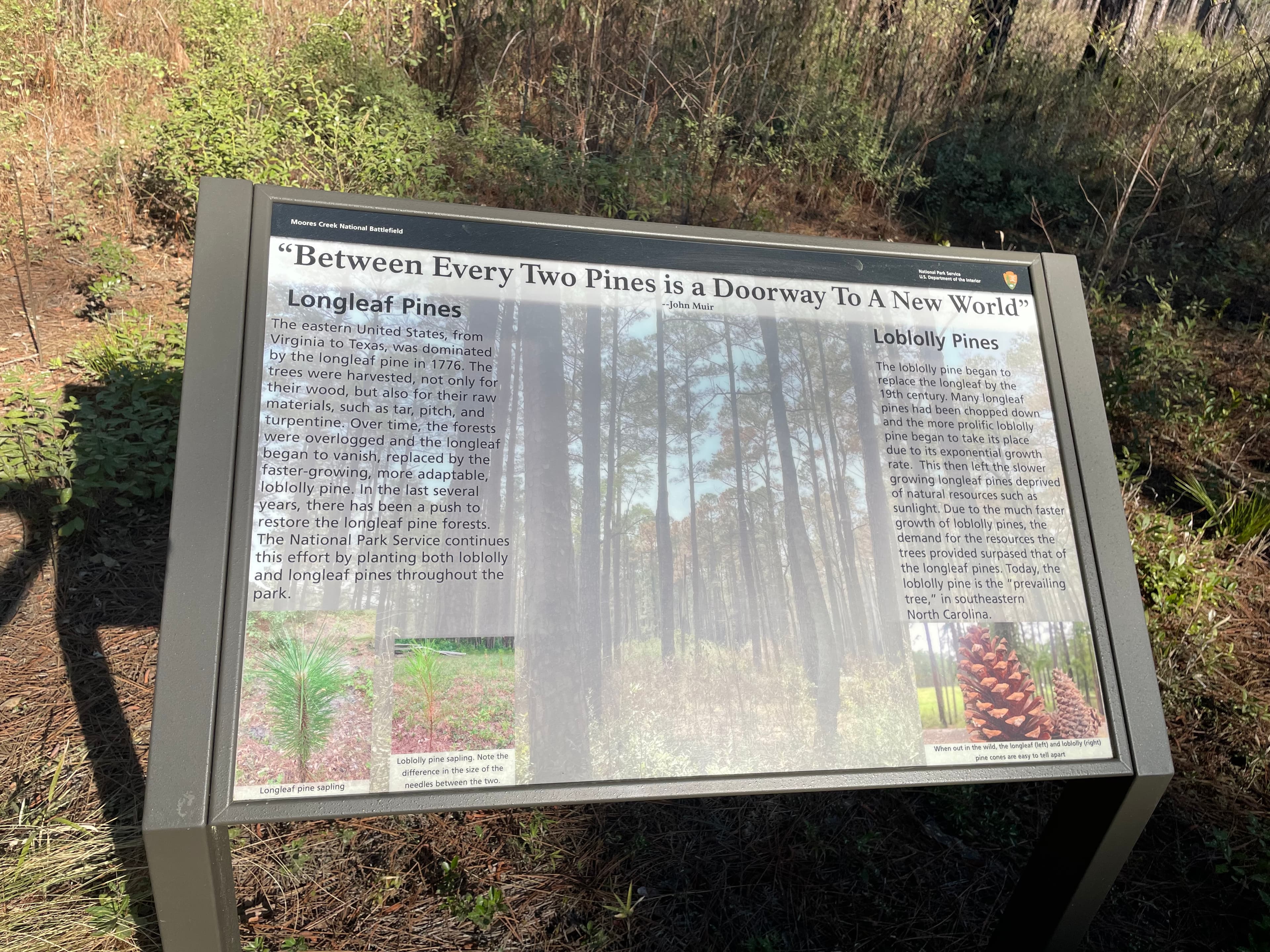 Longleaf vs Loblolly Pine Wayside