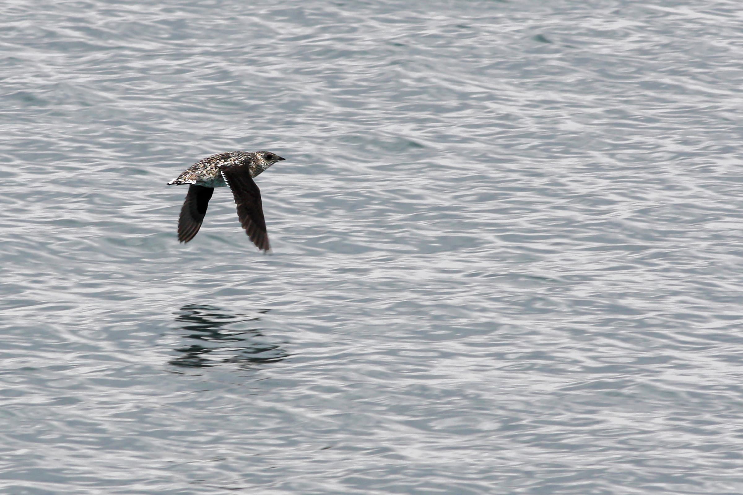 Birds of South Marble: Kittlitz's Murrelet