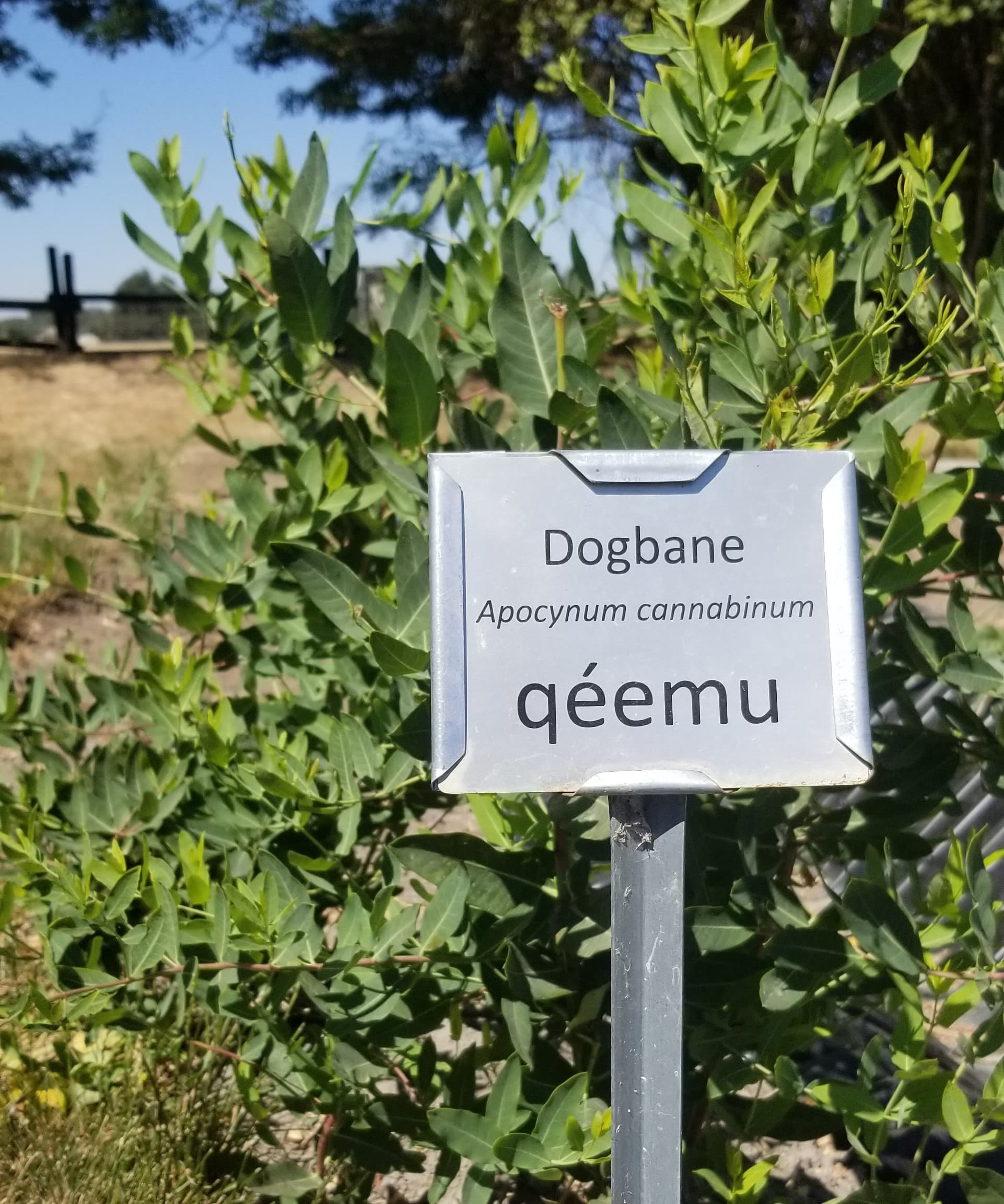 Native Plant Garden