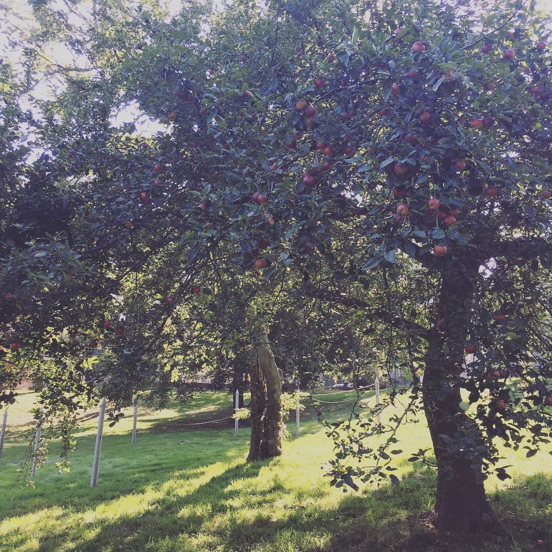 Adams Family Orchard
